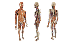 3D CGI anatomy human figure character